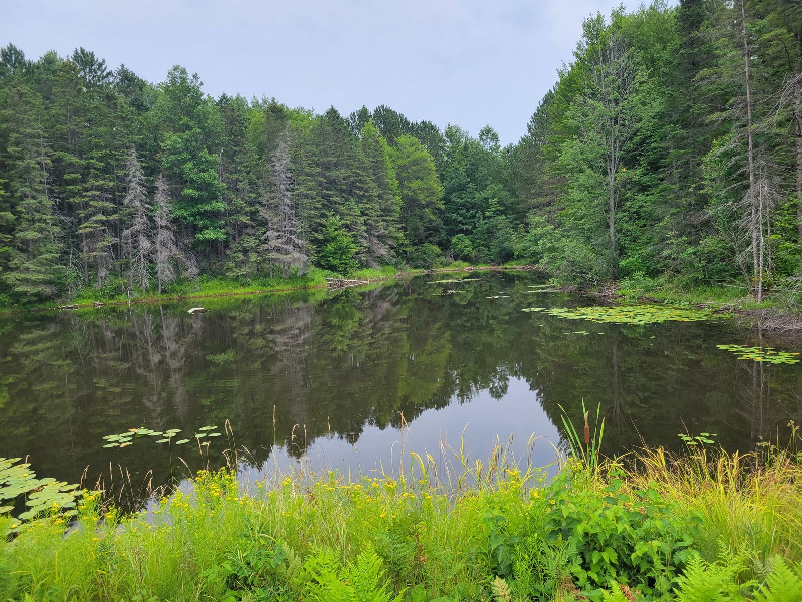 A quiet pond ringed by pines and lily pads in the Northwoods